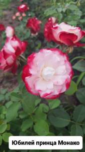 IMG_20240702_194841_778.jpg