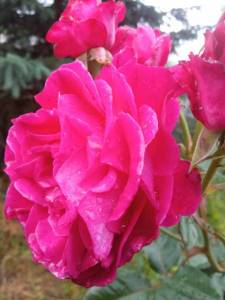 IMG_20240703_073641.thumb.jpg.ce30a0c1a45a0081bd62b6f81f909c49.jpg