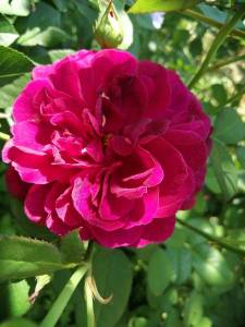 IMG_20240703_101610_compress33.jpg