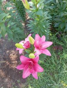 IMG_20240703_101847.jpg