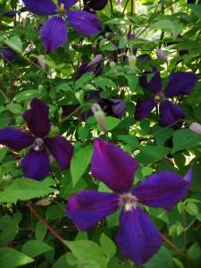 IMG_20240703_101935_compress92.jpg