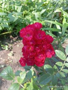 IMG_20240703_102232.jpg