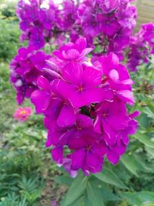 IMG_20240703_193305.thumb.jpg.96ee09dac44f68d99043941d3086e0e6.jpg