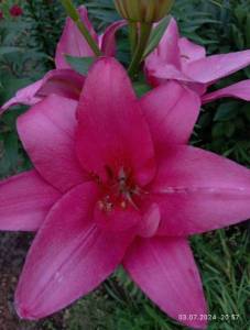 IMG_20240703_205750.jpg
