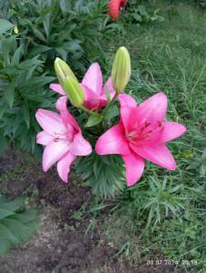 IMG_20240703_205934.jpg