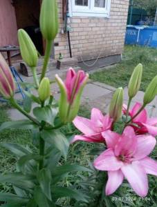 IMG_20240703_210415.jpg