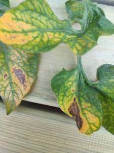 IMG_20240704_103053_copy_2250x3000.jpg