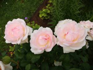 IMG_20240704_115412.thumb.jpg.fedcb97e7a86f4be55b89bf1e1cc6df6.jpg