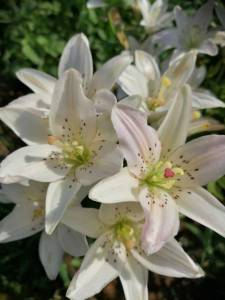 IMG_20240705_073746_compress72.jpg