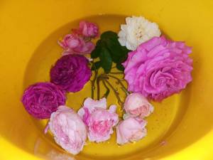 IMG_20240705_073904.thumb.jpg.4c484192c5400acbe2eed5bce29b97a9.jpg