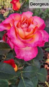 IMG_20240706_074027_867.jpg