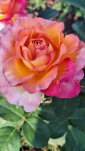 IMG_20240706_074028_009.jpg