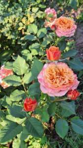 IMG_20240706_074049_214.jpg
