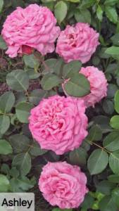 IMG_20240706_074057_551.jpg