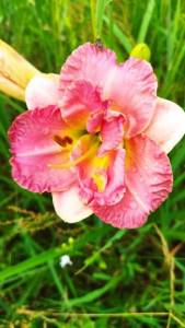 IMG_20240706_083235.jpg
