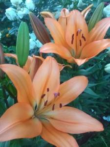 IMG_20240706_204316.jpg