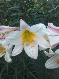 IMG_20240706_205106.jpg