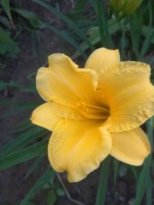 IMG_20240706_205155.thumb.jpg.0f4d8e418c4f158ddb00f60f6591b632.jpg