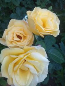 IMG_20240706_205233.thumb.jpg.df287e91f1e9ad7e6626538d31bfe97d.jpg