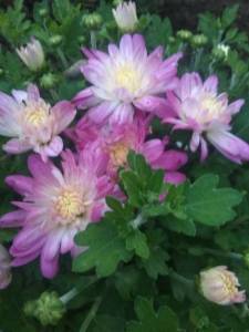 IMG_20240706_205314.thumb.jpg.fee023872ca3a78b12ec155ecf85a804.jpg