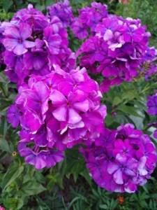 IMG_20240706_213639.thumb.jpg.229bf10fba4c94cf6d7118460ee48677.jpg