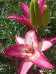 IMG_20240707_110017.jpg