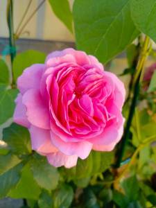IMG_20240707_181832_326.jpg