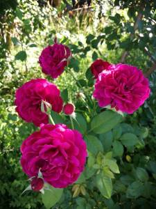 IMG_20240708_064544_compress45.jpg