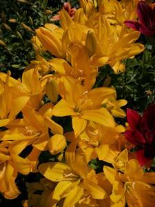 IMG_20240708_093132_compress15.jpg