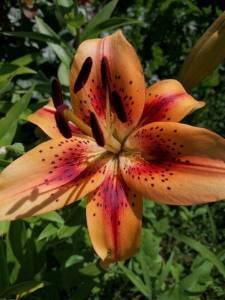 IMG_20240708_093149_compress8.jpg