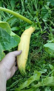IMG_20240708_103424.jpg