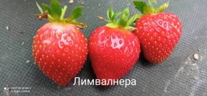 IMG_20240708_130142.jpg
