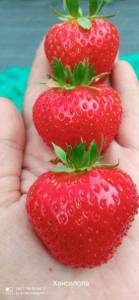 IMG_20240708_133725.thumb.jpg.ce7d7ce4a7868e79440f7fb46f3b54c6.jpg