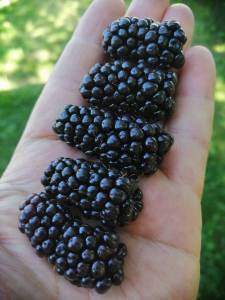 IMG_20240709_150514_compress82.jpg