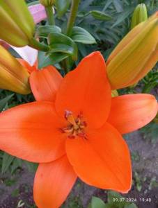 IMG_20240709_194803.jpg