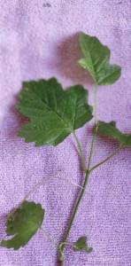 IMG_20240710_145756.jpg