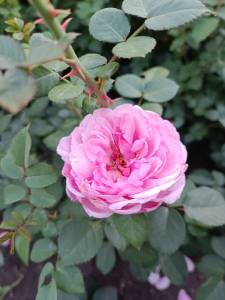 IMG_20240710_202334.jpg