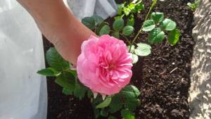 IMG_20240711_093824_081.thumb.jpg.7cda58ba4e5a71d40dd4ce23824deb7c.jpg