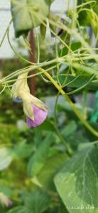 IMG_20240711_141000.jpg