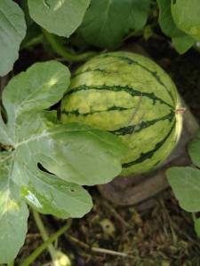 IMG_20240711_154011.thumb.jpg.a54219f6faee7f76bac9b8cc82315d68.jpg