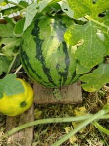 IMG_20240711_154032.thumb.jpg.34be67cc1a28be13c8fea1f4b804dc54.jpg