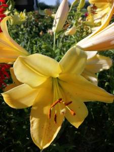 IMG_20240712_070548_compress2.jpg