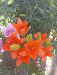 IMG_20240712_075217.jpg