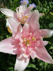 IMG_20240712_084921_compress87.jpg