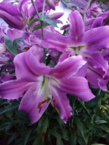 IMG_20240713_210518.jpg