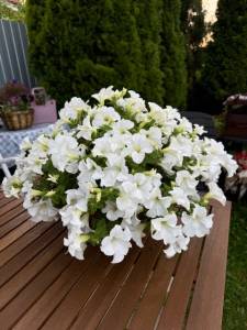 IMG_4218.jpeg
