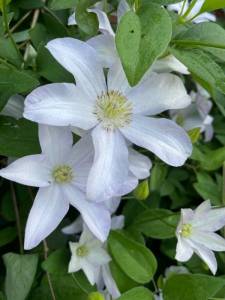 IMG_8054.jpeg