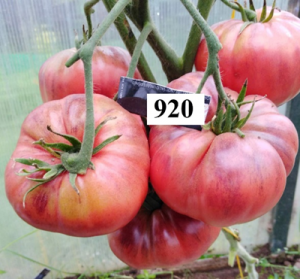 image.thumb.png.15e282198c675d431f125bc24469ec06.png