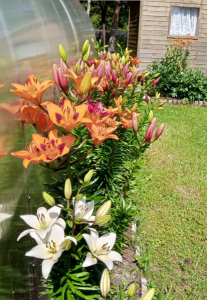 image.thumb.png.1fcb53faad4bf9451ae164d237fb2051.png