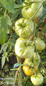 image.thumb.png.7ca807145176466f16f149174c2a8463.png